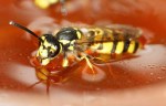 Une guêpe, plongée dans un pot de miel. - AFP PHOTO DDP:MICHAEL URBAN GERMANY OUT
